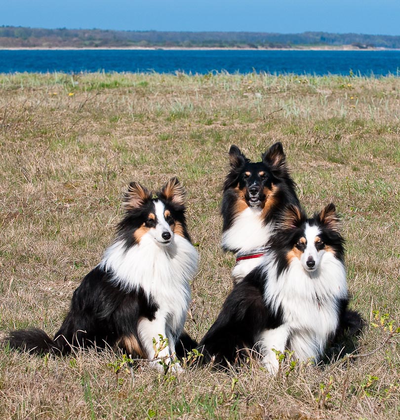 Sheltie-Clan