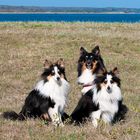 Sheltie-Clan