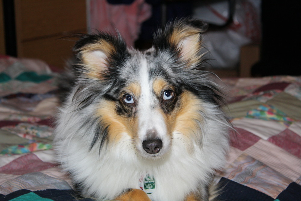 Sheltie