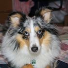 Sheltie