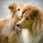 Sheltie Double