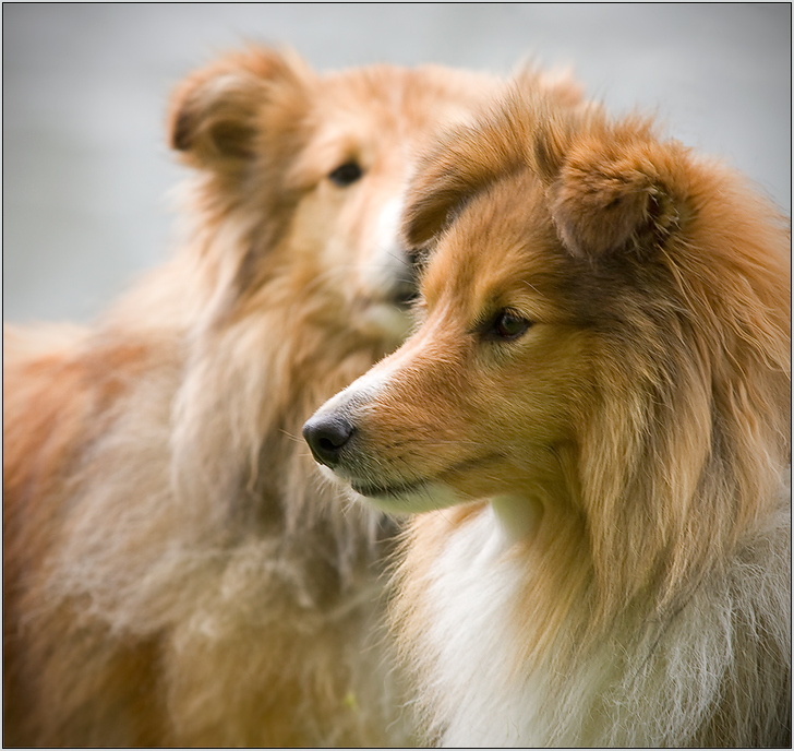 Sheltie Double