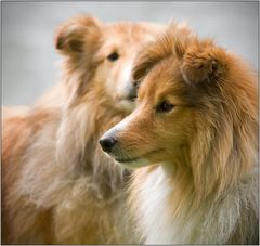 Sheltie Double