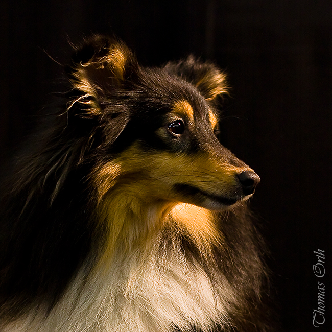 Sheltie