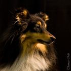 Sheltie