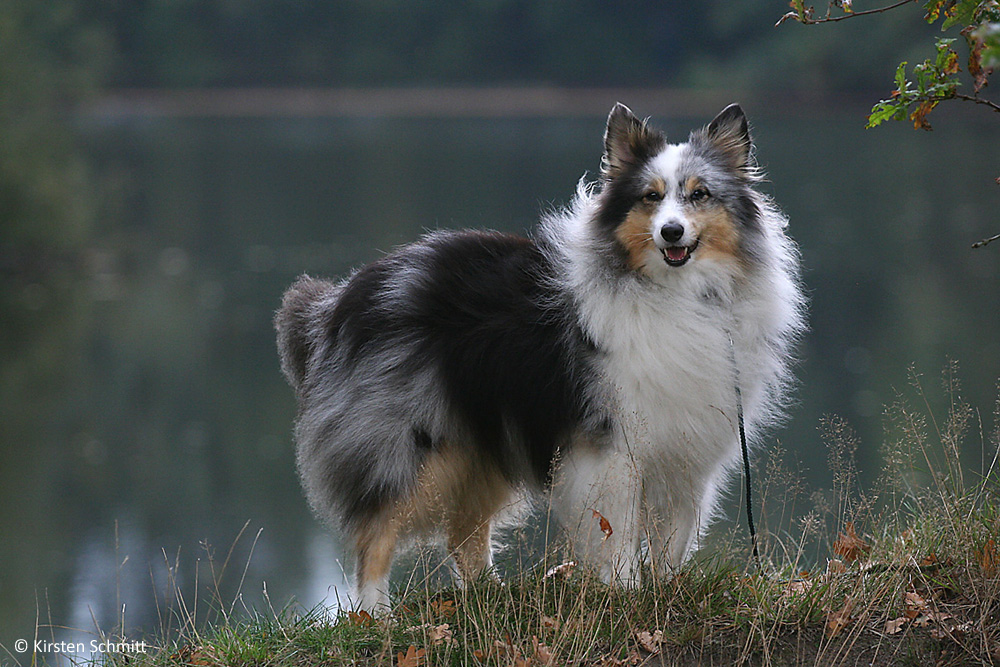 Sheltie Felix