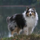 Sheltie Felix