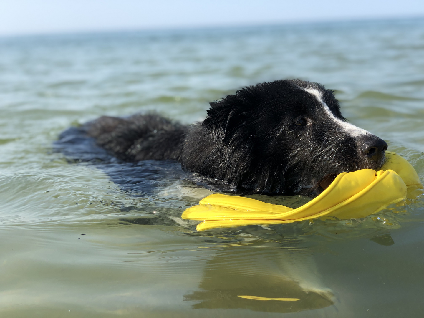 Sheltie Finn ..... 