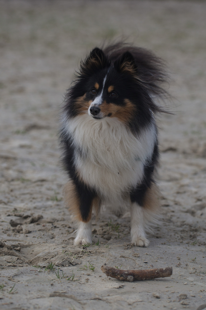 Sheltie Fluse