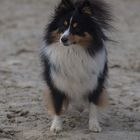 Sheltie Fluse