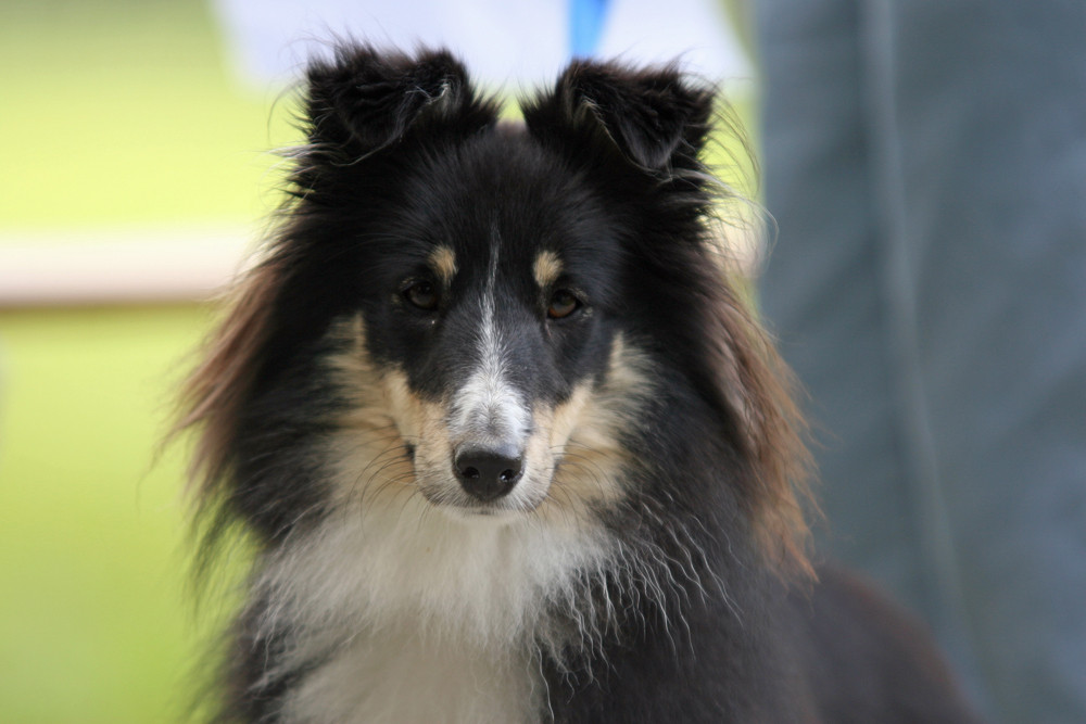 Sheltie Haska