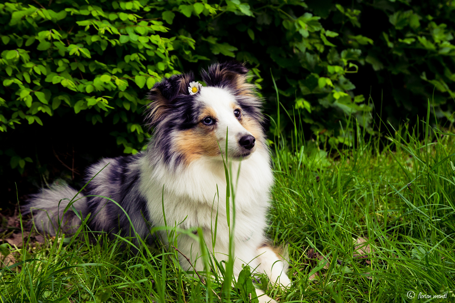 Sheltie 'Heaven"