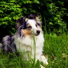 Sheltie 'Heaven"