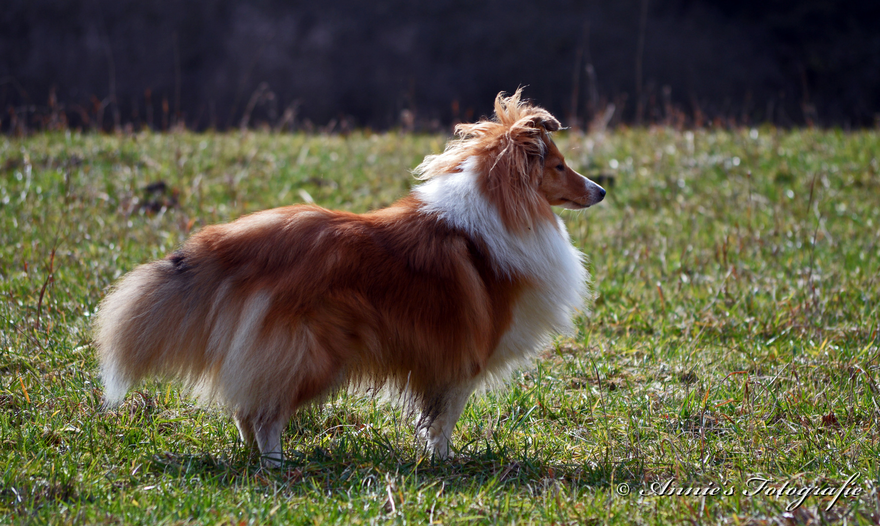 Sheltie Hündin Daisy