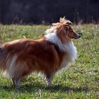 Sheltie Hündin Daisy