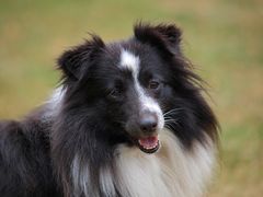 Sheltie Hündin