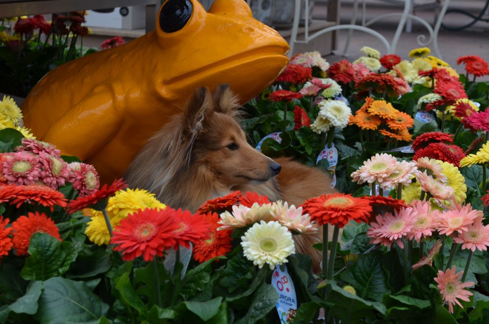 Sheltie i Blumenmeer :-)