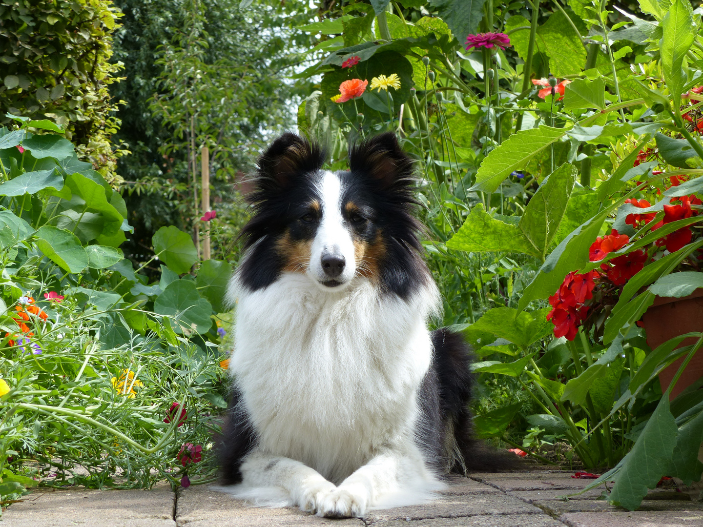 Sheltie im Blumenland