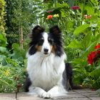 Sheltie im Blumenland