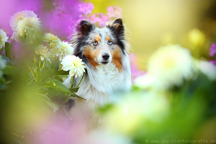 Sheltie im Blumenmeer