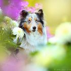 Sheltie im Blumenmeer