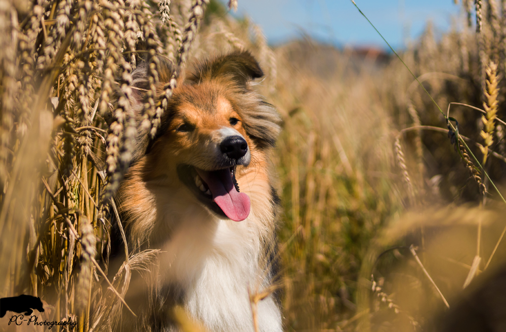 Sheltie im Feld