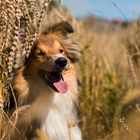 Sheltie im Feld