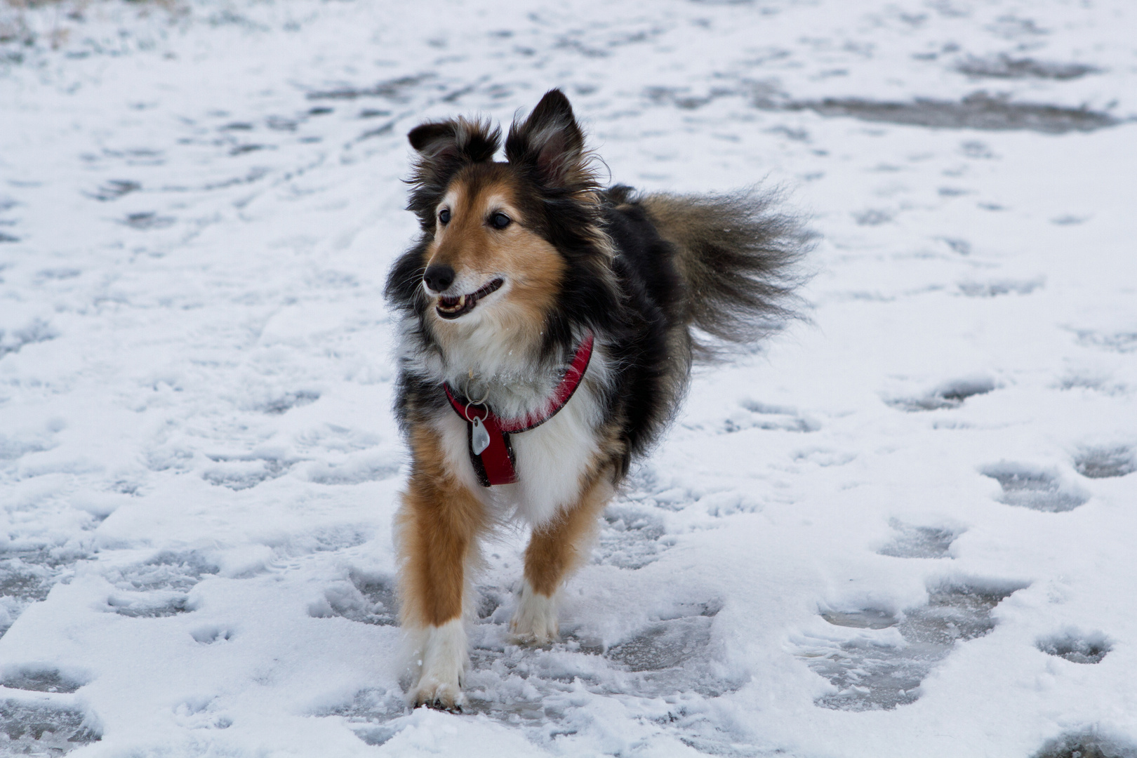 Sheltie im Schnee 2