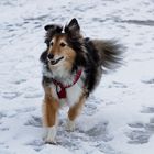 Sheltie im Schnee 2