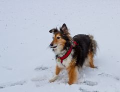 Sheltie im Schnee