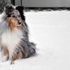 Sheltie im Schnee