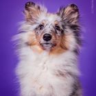 Sheltie im Studio