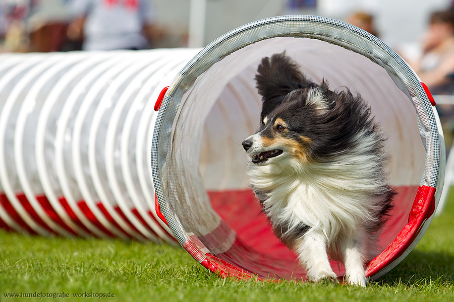 Sheltie im Tunnel