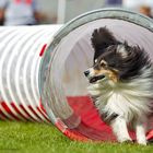 Sheltie im Tunnel