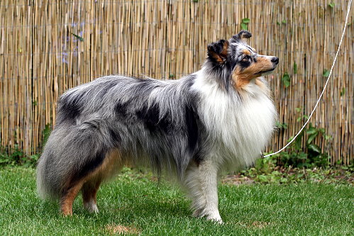 Sheltie Juma