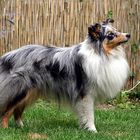 Sheltie Juma