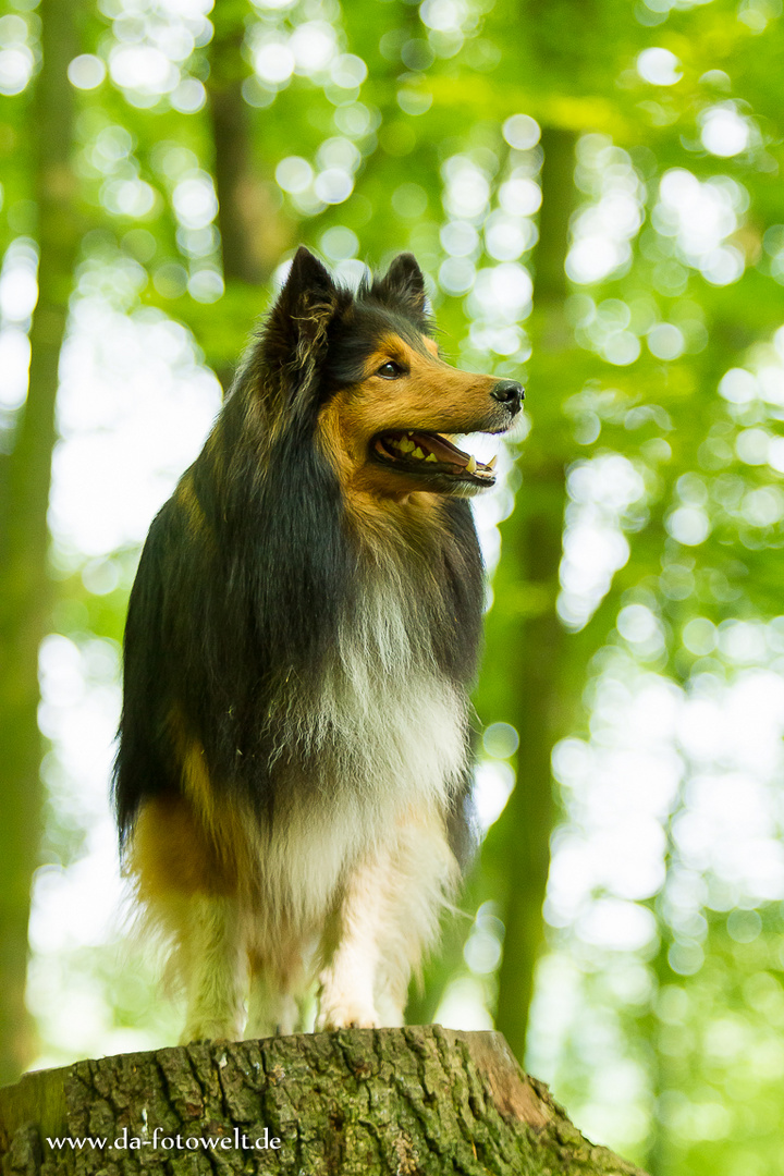 Sheltie Lando 