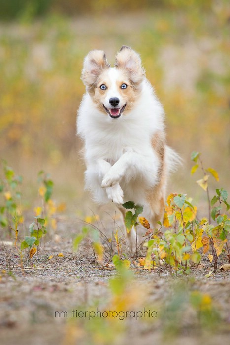 Sheltie Lexi