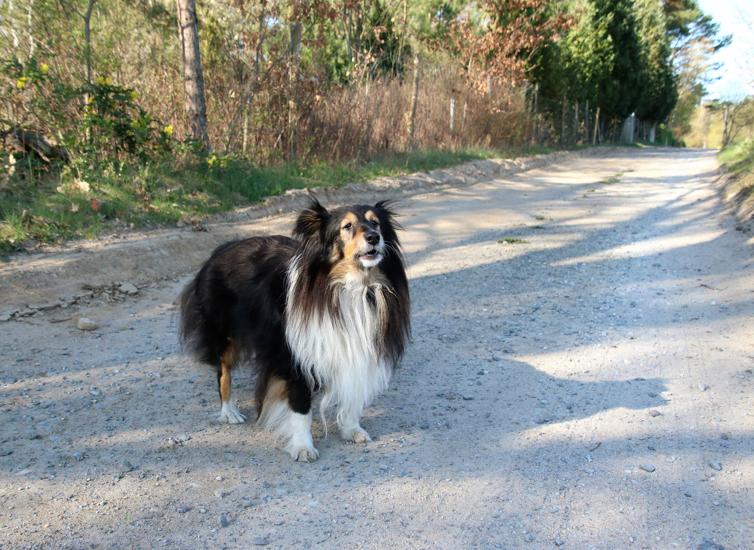 Sheltie Linda 