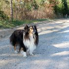 Sheltie Linda 