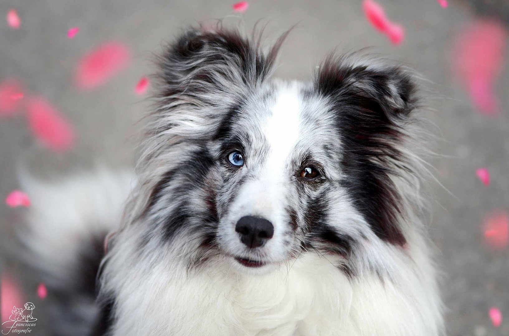 Sheltie Love 