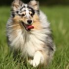 Sheltie "Luna"