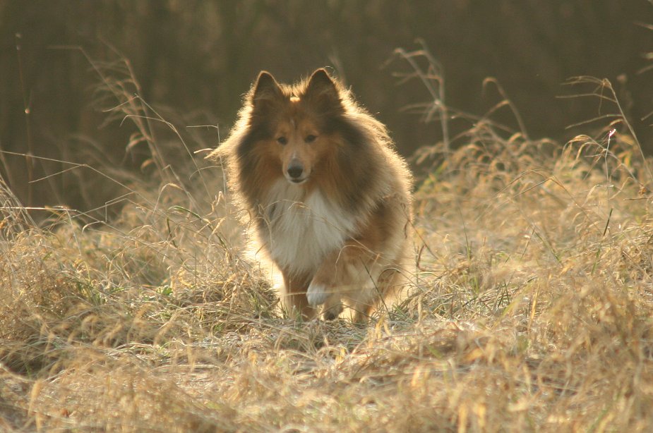 Sheltie Merkur im Herbstgras