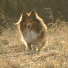 Sheltie Merkur im Herbstgras