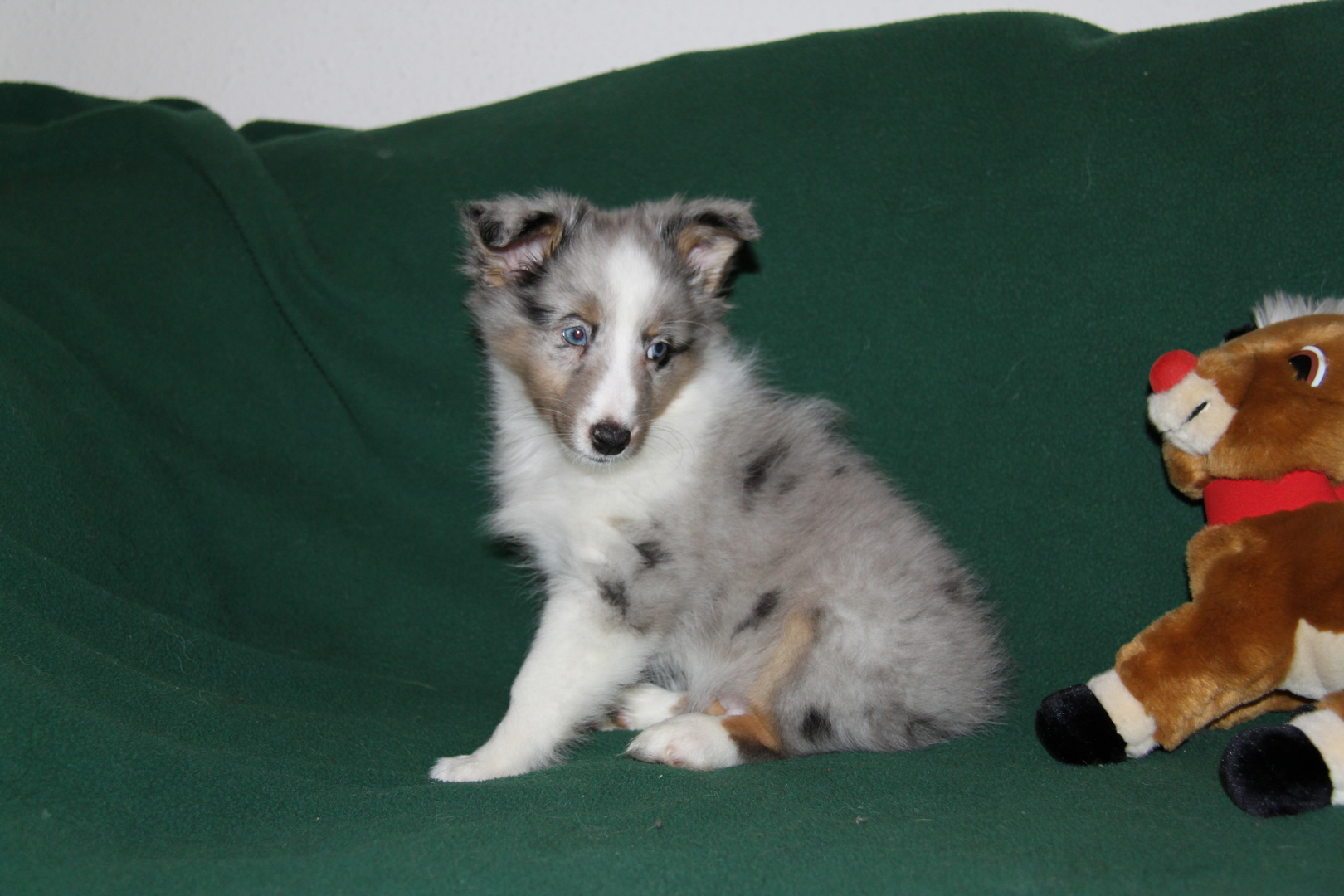 Sheltie Merlin 5