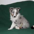 Sheltie Merlin 5