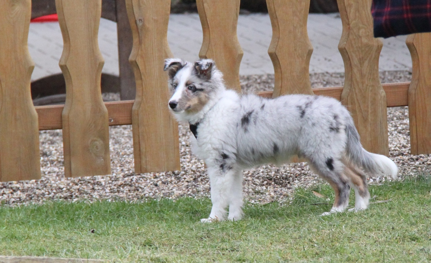 Sheltie Merlin 7