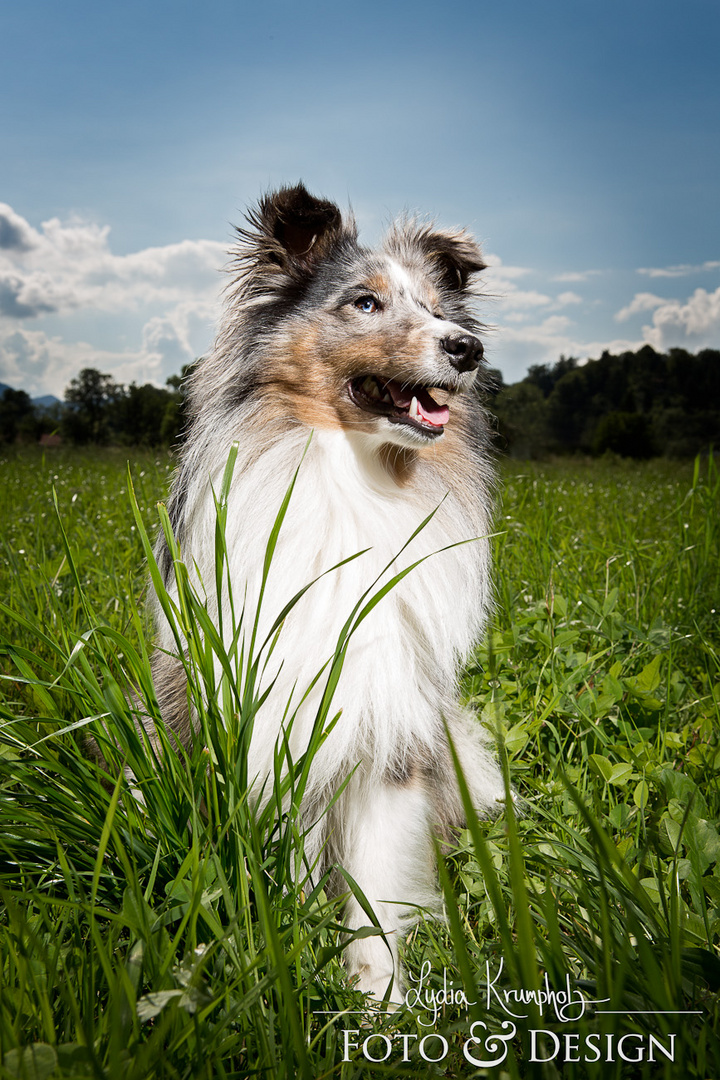 Sheltie Merlin