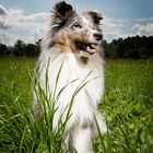 Sheltie Merlin