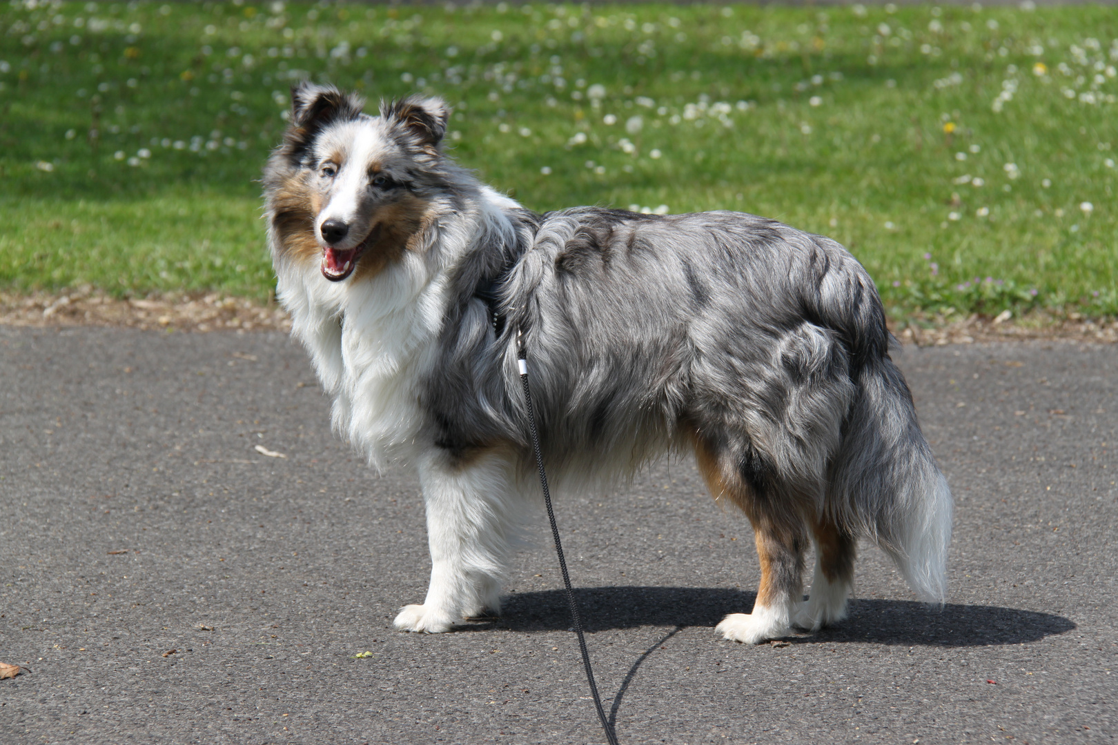 Sheltie Merlin 8